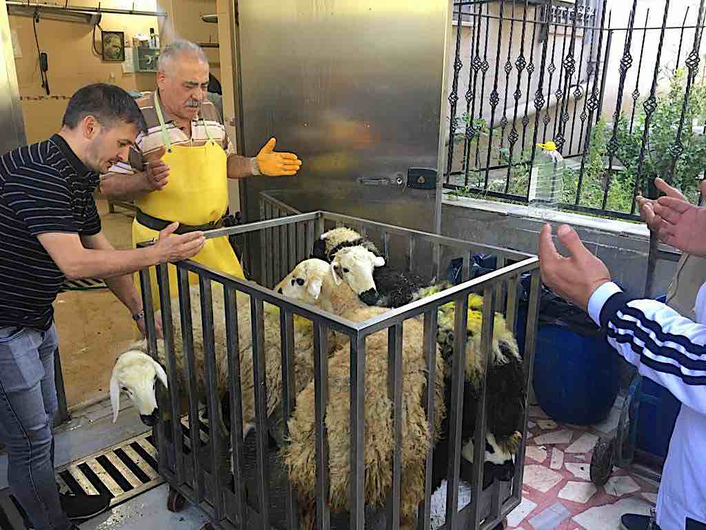 Kahmet sheep for blog